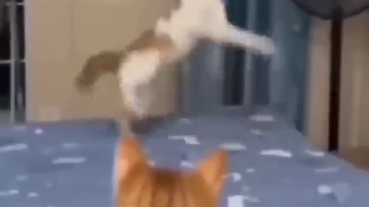 Cute cats