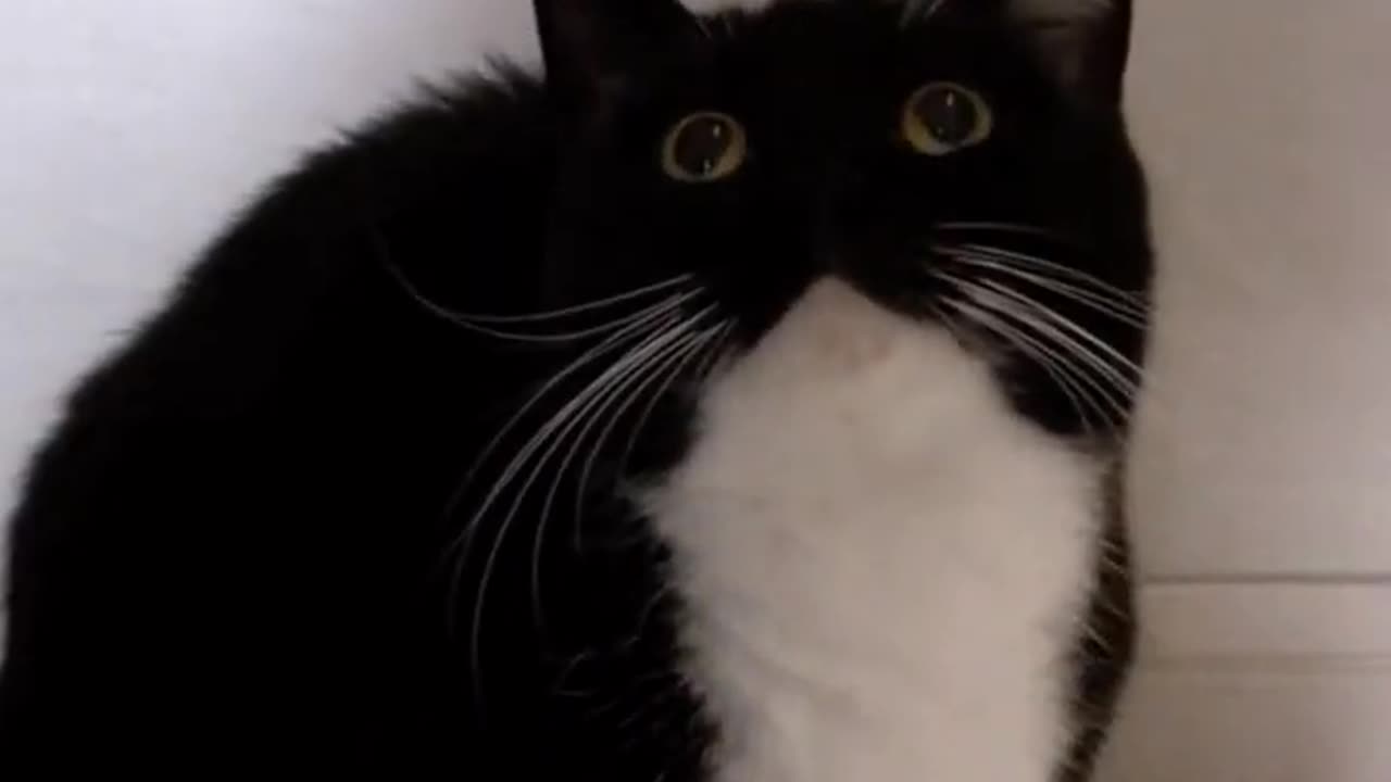 How cats React when someone says hello