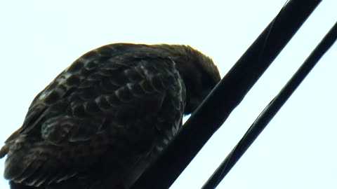 Broad-winged hawk