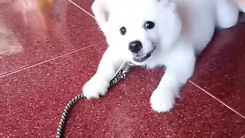 Cute Puppy Barking 😂😂😜 #funnyvideo