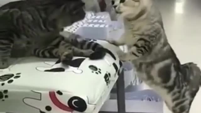 Best Funny Animal Videos 2022 😂 - Funniest Cat to Cat Funny Voice Videos