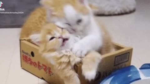 Lovely kittens