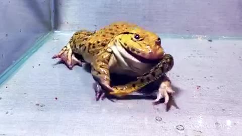 Bull frog vs snake