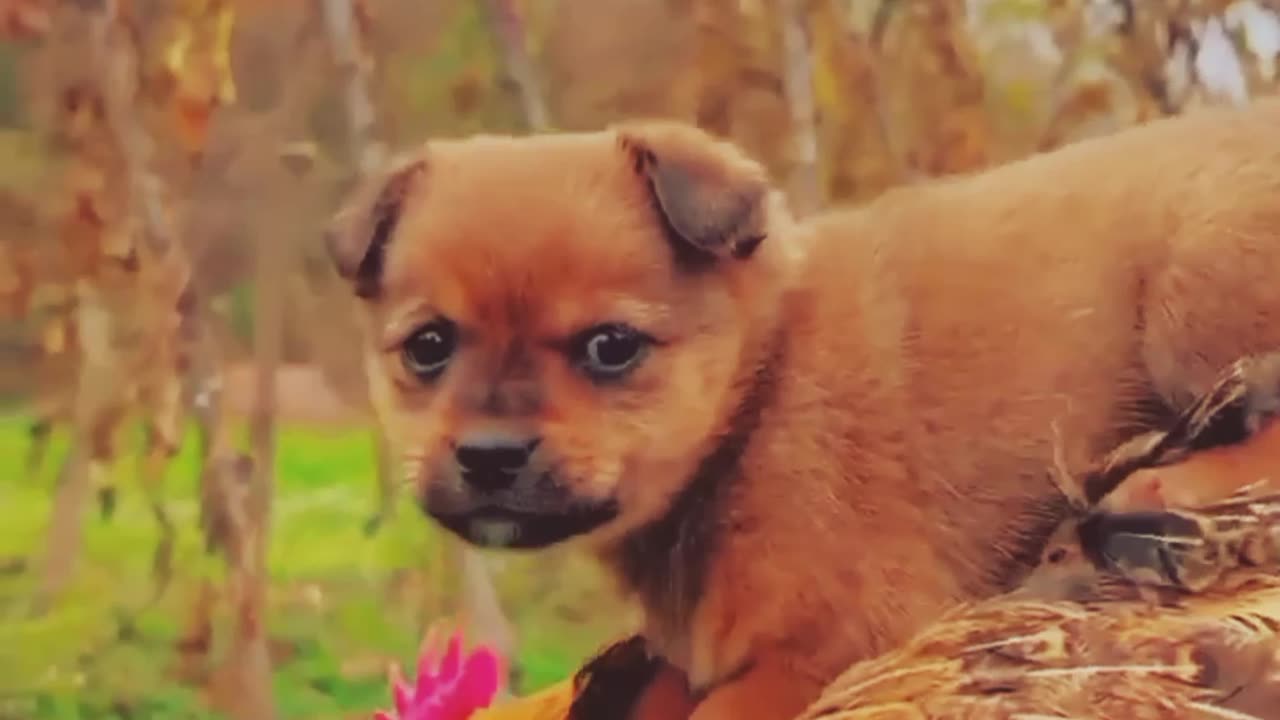 Dog and cock viral short video