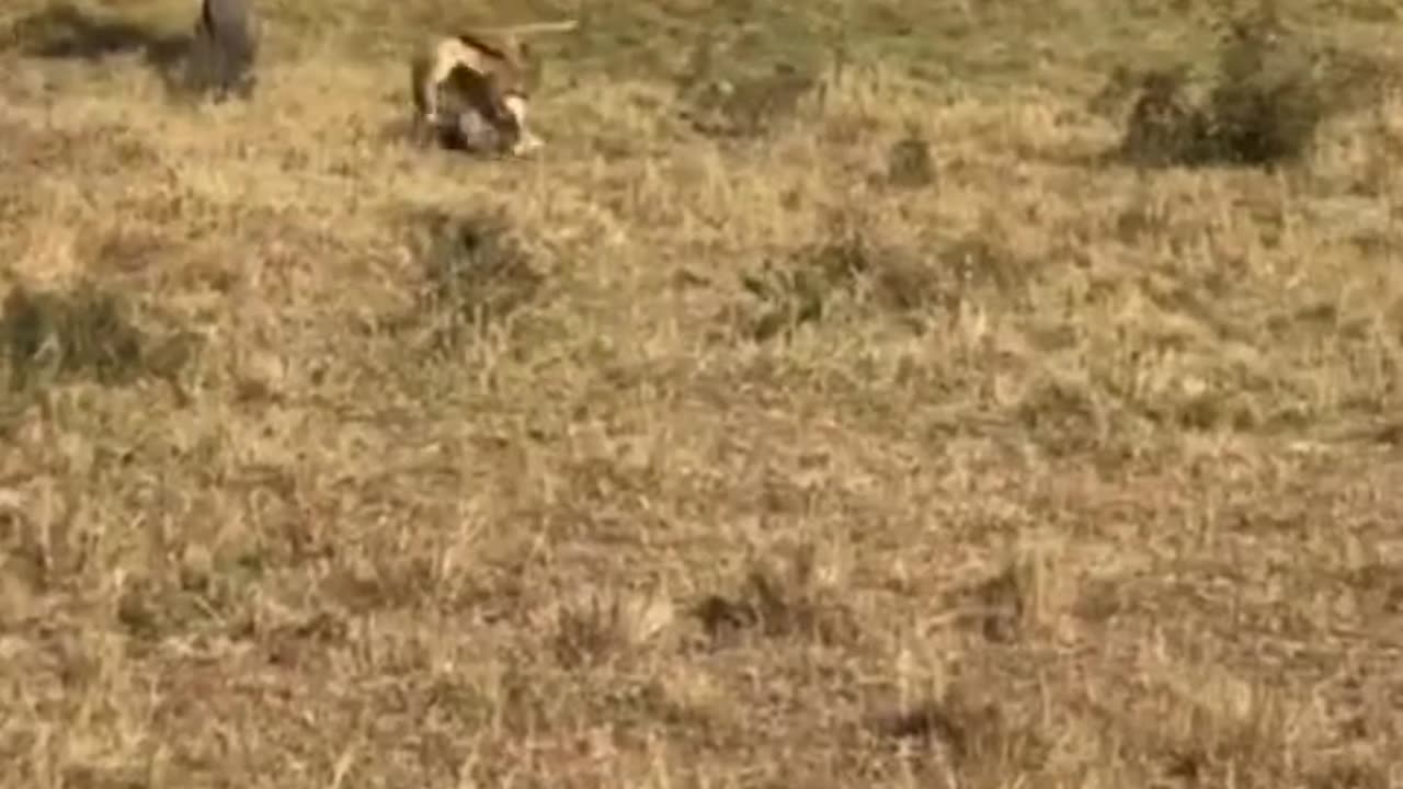 Lion attack on leopard