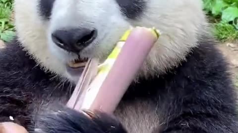 Cute panda