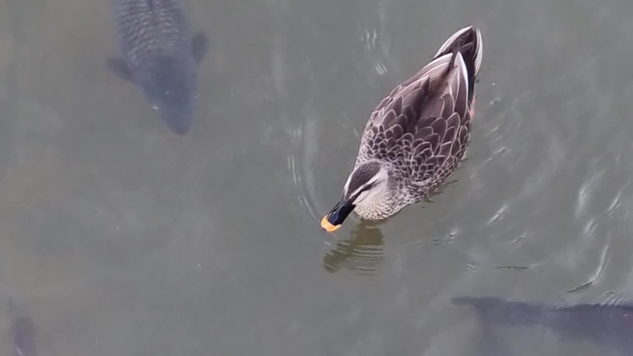 a swimming duck and a fish