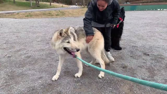 Wolfdog puppy