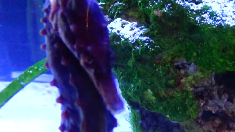 Seahorse