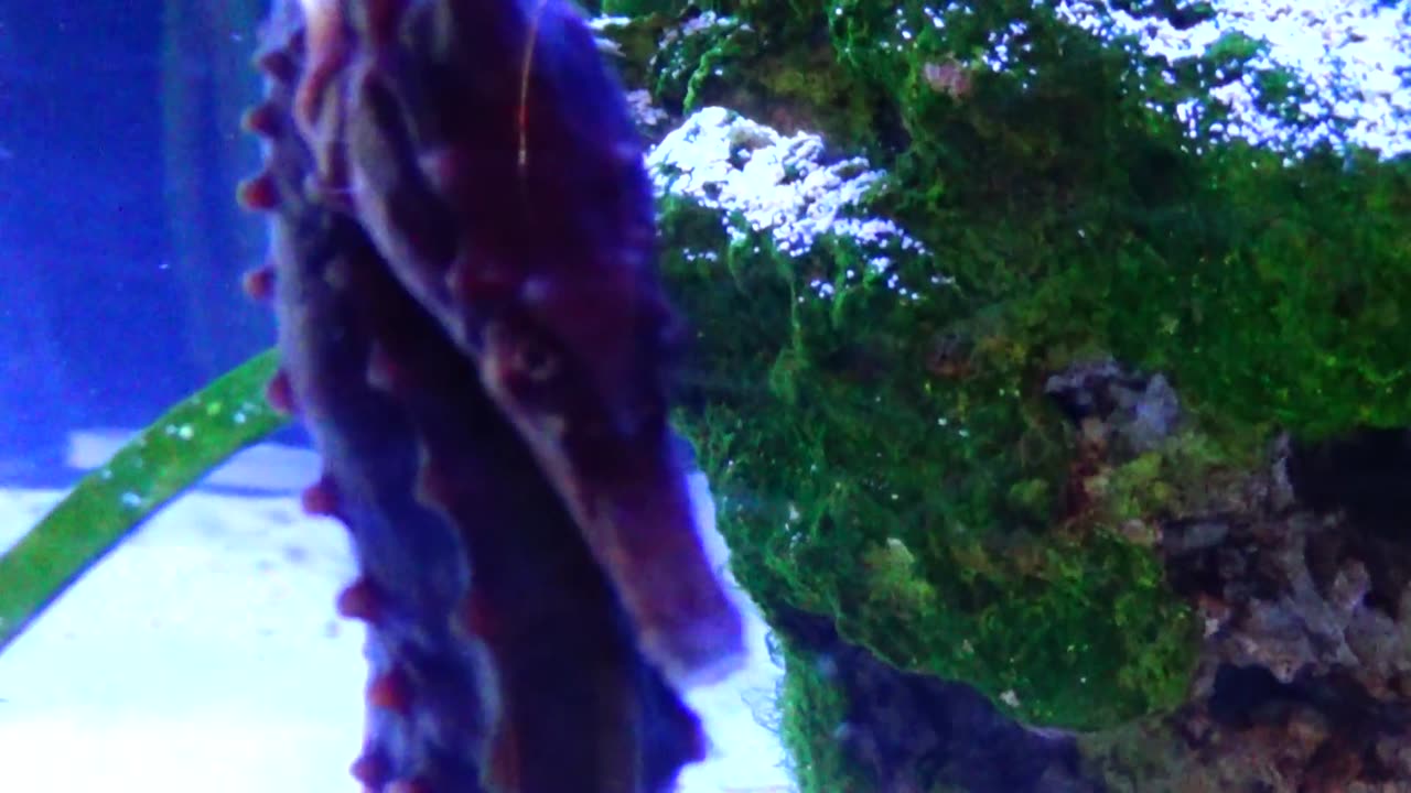 Seahorse