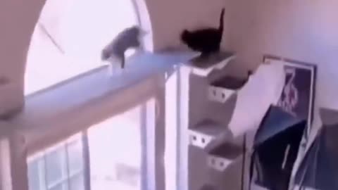 Awesome Cat Video!!