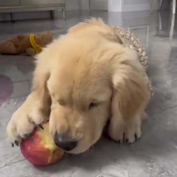 A puppy try to solve einstein eqvation about apple