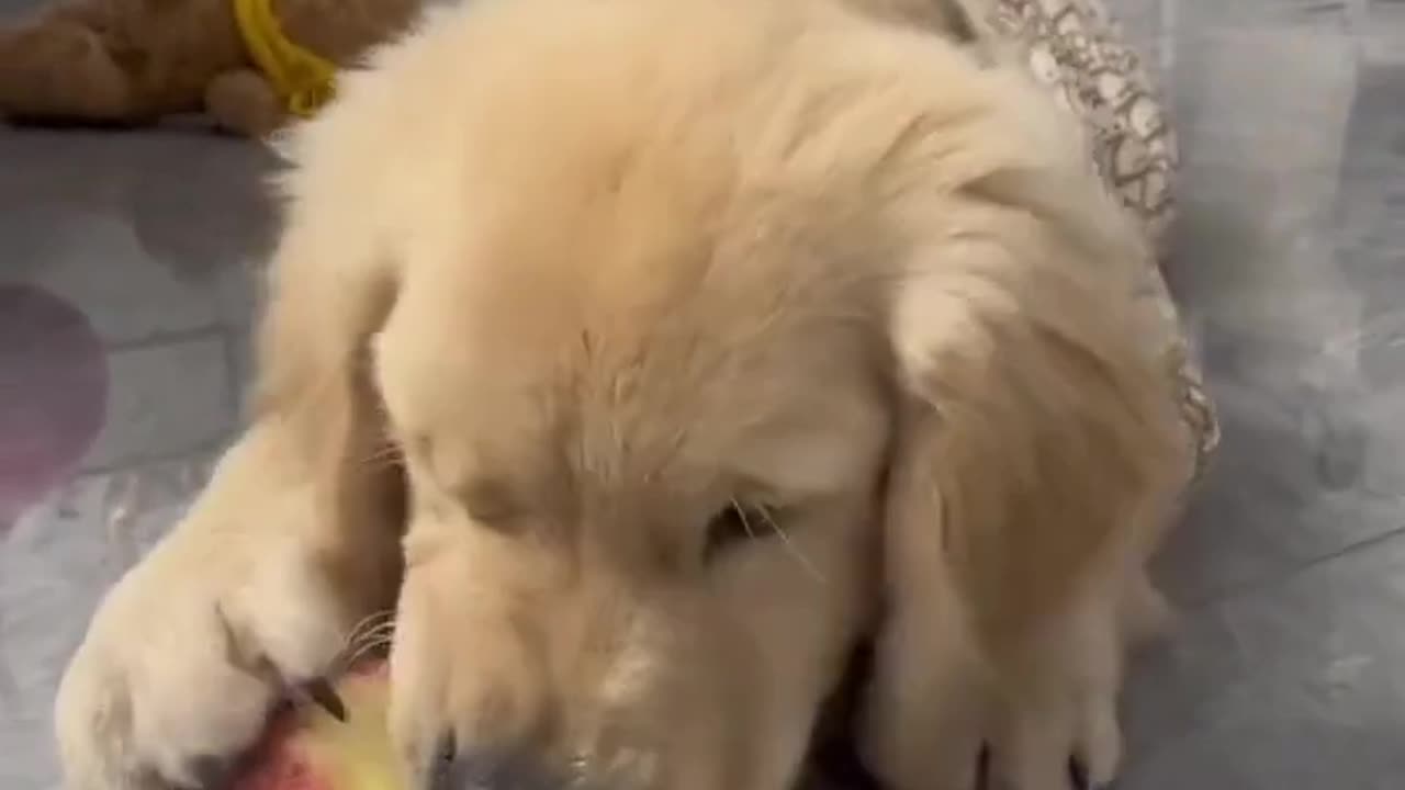 A puppy try to solve einstein eqvation about apple
