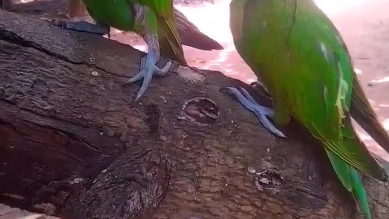 Parrots_(_Bird_)