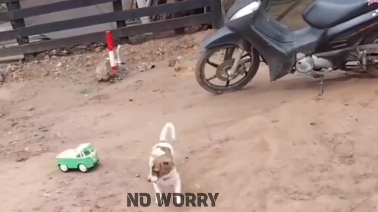 #Animal#funny#video#Entertainment#Animalfunnyvideos