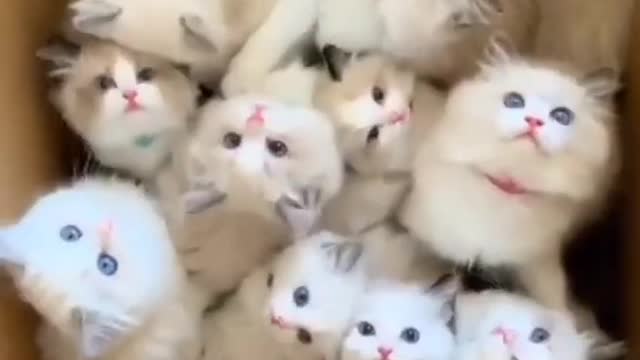 Happiness in one box |all himalayan kittens