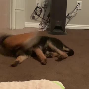 Puppy stole boot and when asked about it denied it!