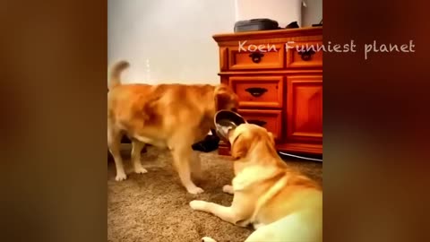 Funny Dogs And Cats Videos 😅 - Best Funniest Animal Videos Of The Month