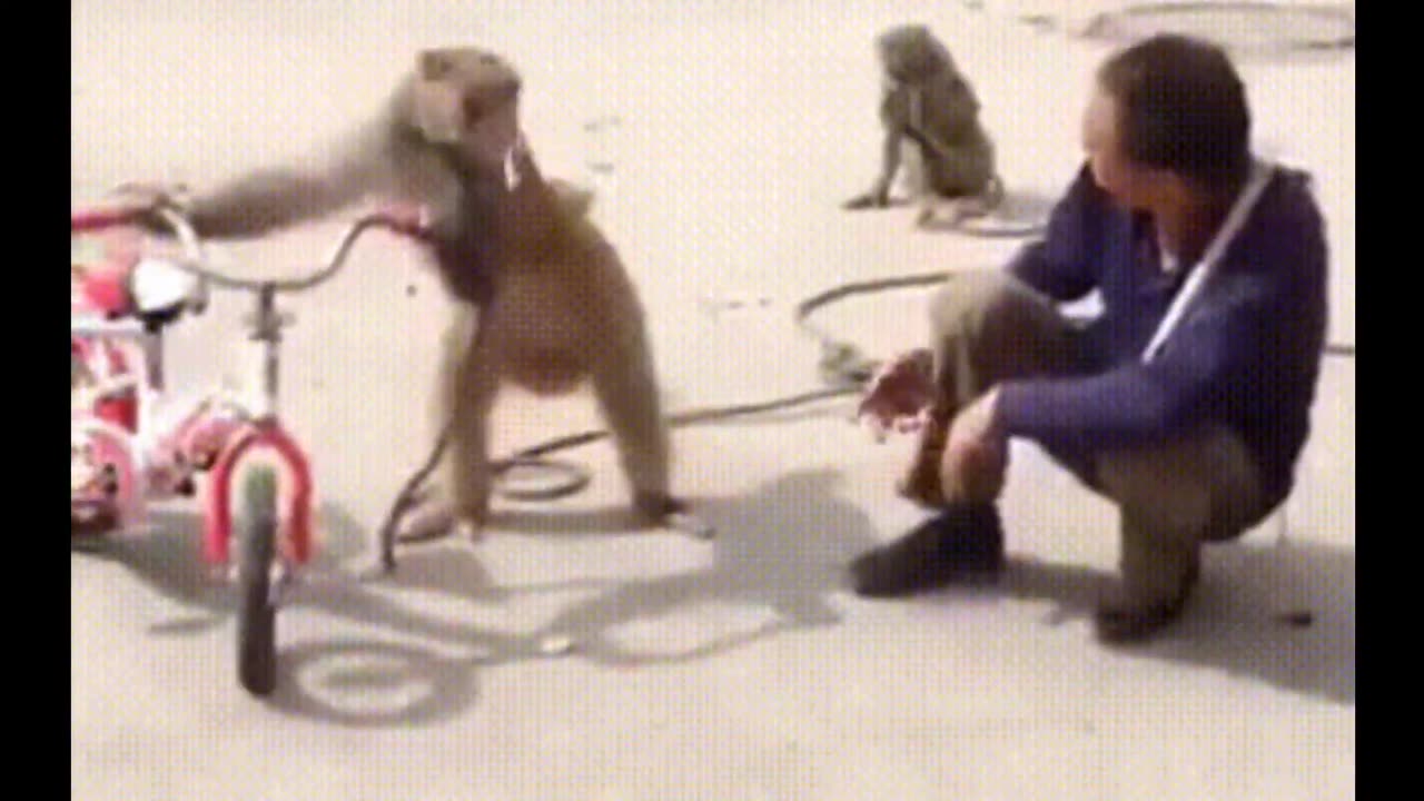 funny monkey video