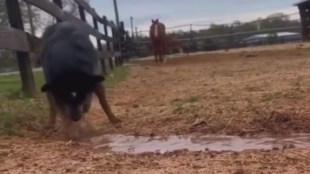 A Incrível Arte de Cavoucar Água pelo Meu Cachorro! 😂