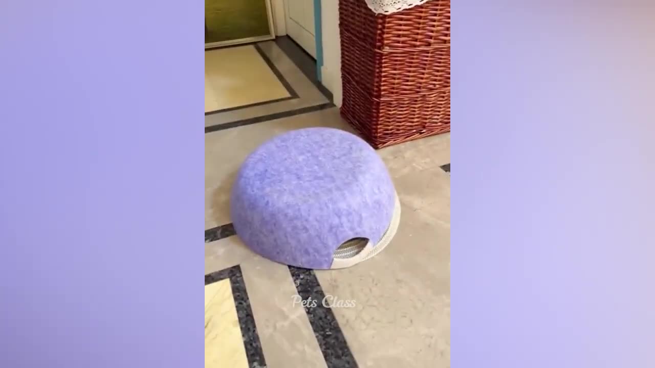 informative funny animal video