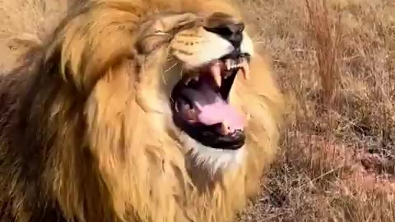 funny lion and funny animale viral short 2023