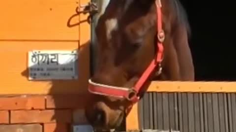 This Horse’s motivation to escape