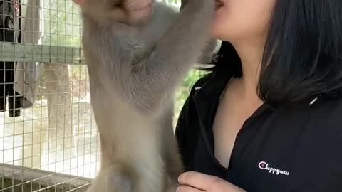 Very funny monkey play with beautiful girl