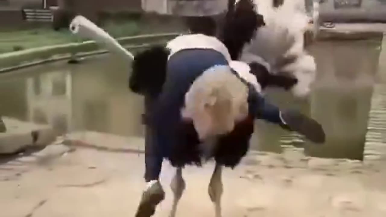 Riding An Ostrich