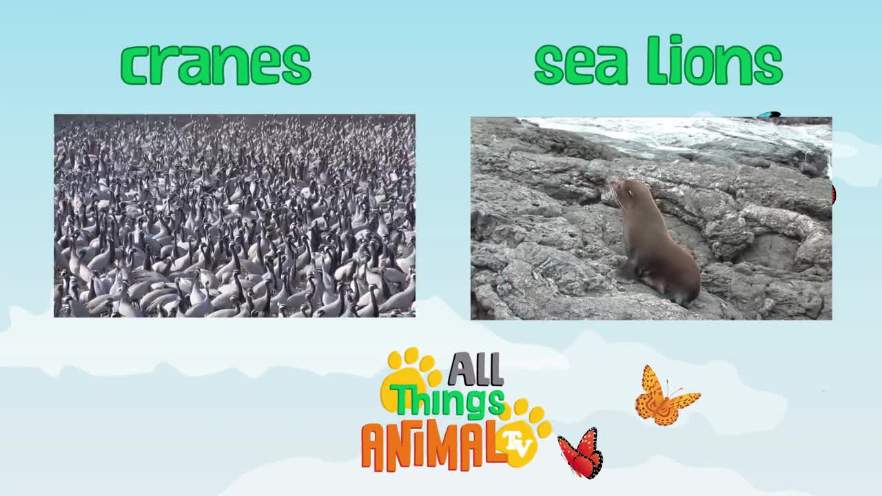 * BALD EAGLE * | Animals For Kids | All Things Animal TV