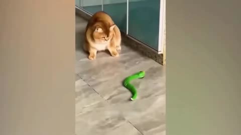 Animal Funny Clip 4