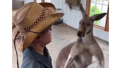 Silly kangaroo