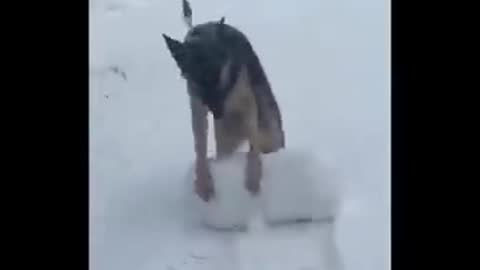 Cutest Animals Ever In 2022's Funniest Animal Videos