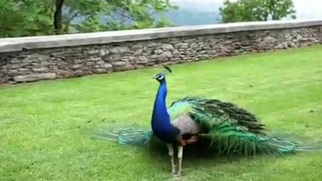 Peacock enjoy rainy season peacock dance