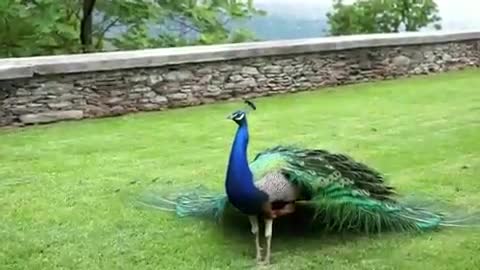 Peacock enjoy rainy season peacock dance