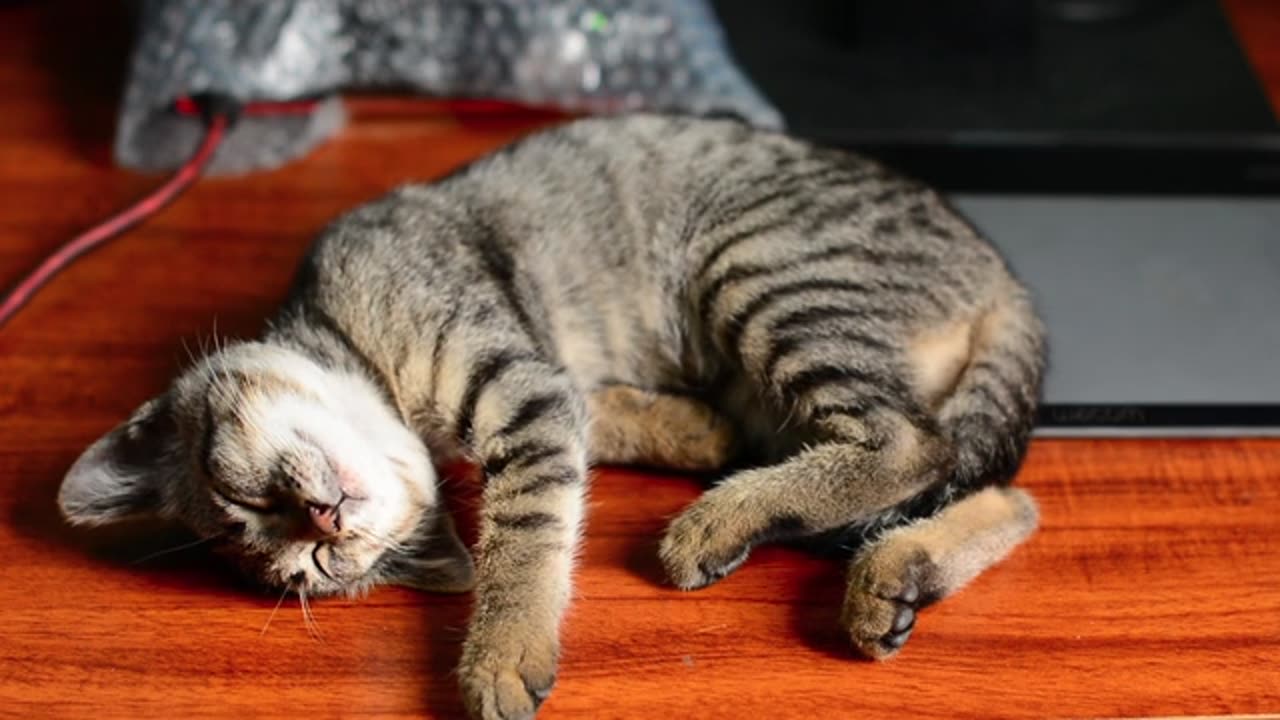 Purrfectly Peaceful: Watch This Adorable Cat Snooze in the Most Relaxing Way