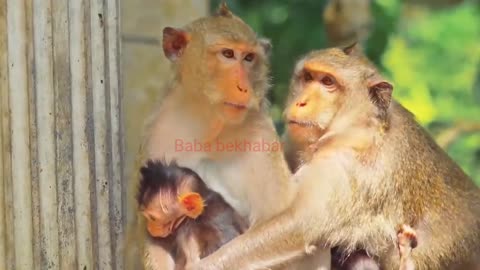 Funny monkey// animals funniest video// monkey best funny moments