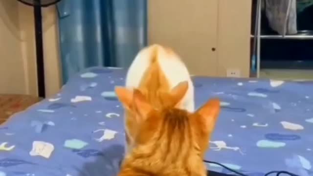 funny cat short videos |😂| part 122 |👍| Hello cats