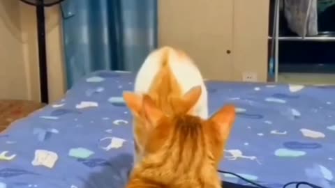 funny cat short videos |😂| part 122 |👍| Hello cats