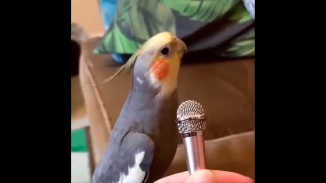 Baby Bird Sings Karaoke