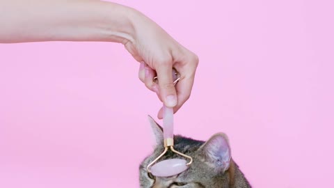 Lazy cat getting a relaxing head massage