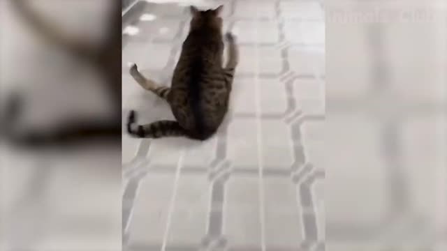 Funniest Animals Videos - Best Cats😹 and Dogs🐶 Videos 2022!