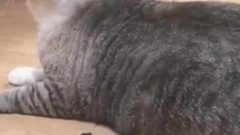 Suprised my dogs 😁😁||try not to laugh challenge 👍😁