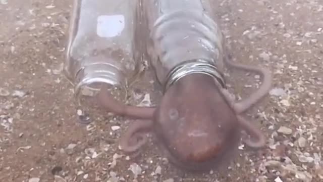 A squid was caught