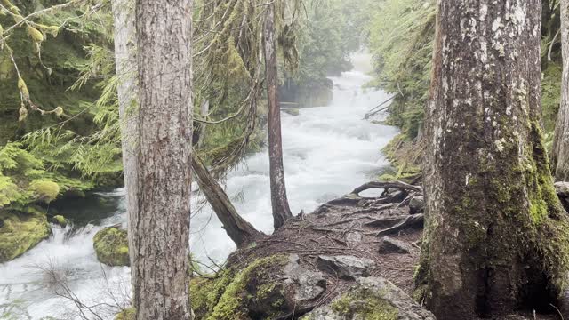 Incredibly Beautiful Section of McKenzie – Sahalie Falls & Koosah Falls Loop – Central Oregon – 4K