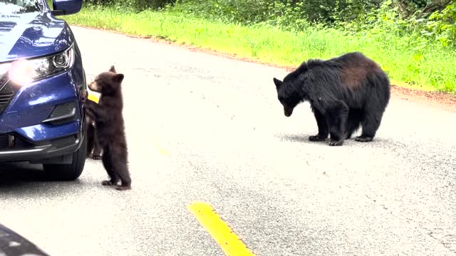 Curious Bears Check Out Car in Northern California