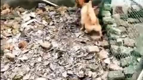 Chicken VS Dog Fight - Funny Dog Fight Videos - See the outcome