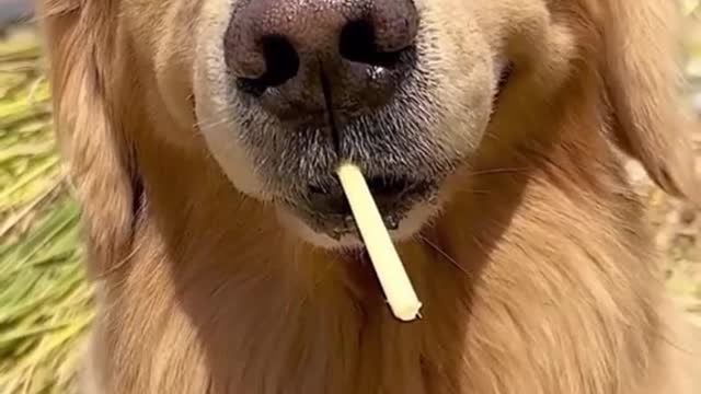 Funny Animals Video #13