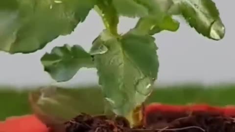 How to grow almonds | बादाम उगाने का सही तरीका