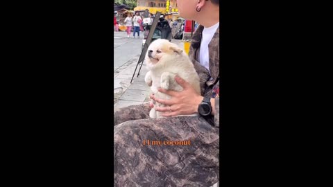 coconut dog🐶